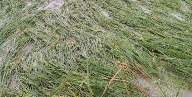 dhana gacha - paddy field submerged in water